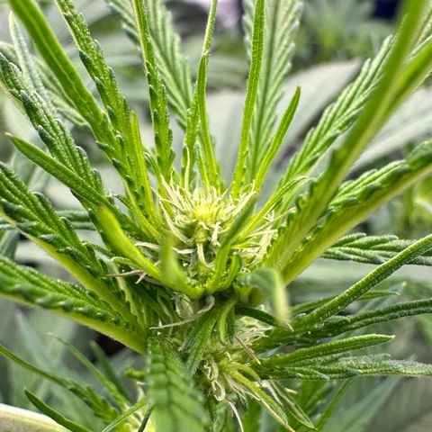 CxLAZ #16 50.72g growlog timeline photo