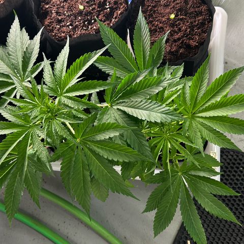 CxLAZ #16 50.72g growlog timeline photo
