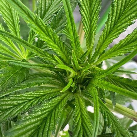CxLAZ #16 50.72g growlog timeline photo