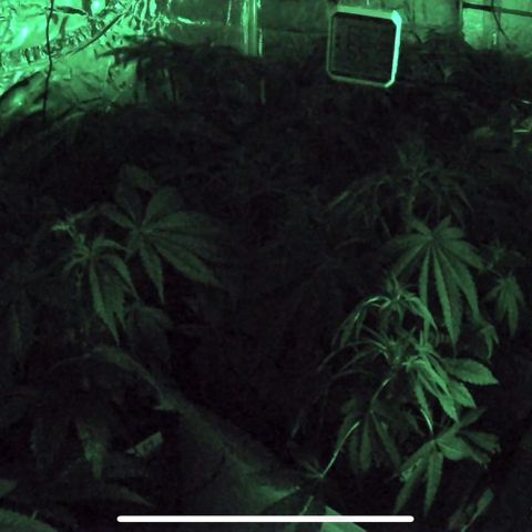 CxLAZ #16 50.72g growlog timeline photo