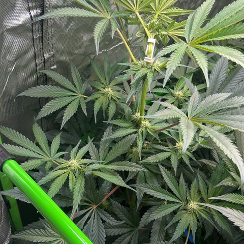CxLAZ #16 50.72g growlog photo: Top training 