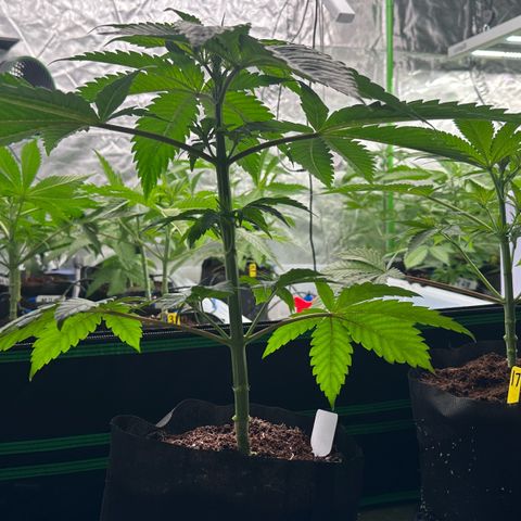 CxLAZ #16 50.72g growlog photo: Lollipoped