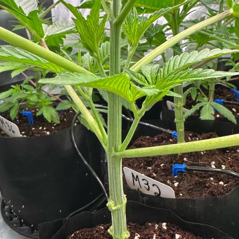 CxLAZ #16 50.72g growlog photo: Lollipoped
