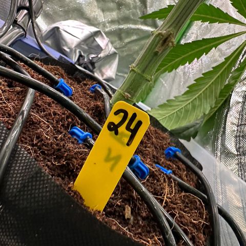 CxLAZ #16 50.72g growlog photo: Top training 