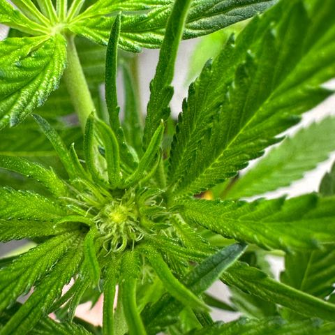 CxLAZ #16 50.72g growlog timeline photo