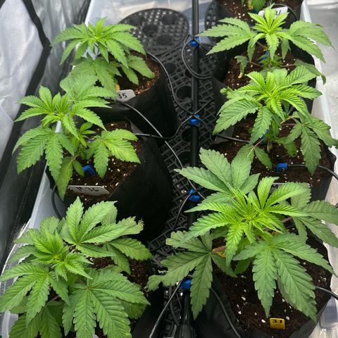 CxLAZ #16 50.72g growlog timeline photo