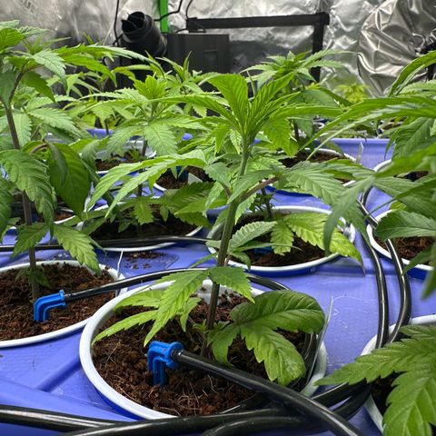 MiscxLAZ #26 C #1 47.15g growlog timeline photo