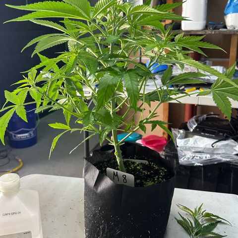CxLAZ #16 50.72g growlog photo: Lollipoped