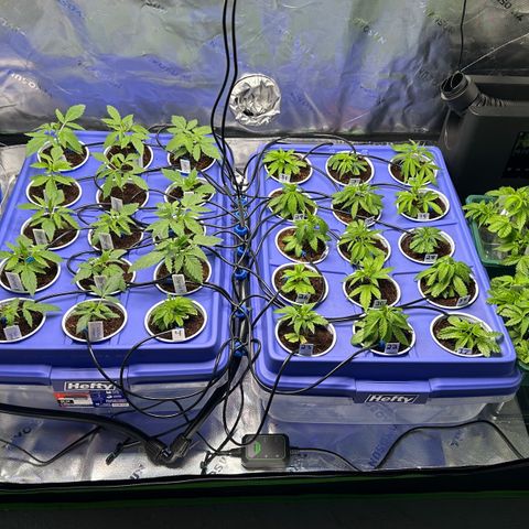 Shaman growlog timeline photo
