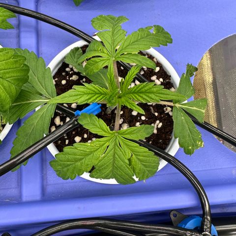 Misc x (LA Kush x Zkittles) #26 60.7g growlog photo: Added drip irrigation 