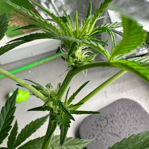 CxLAZ #16 50.72g growlog timeline photo