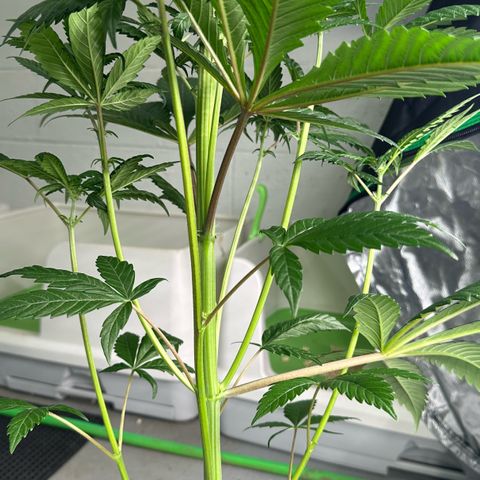 CxLAZ #16 50.72g growlog timeline photo