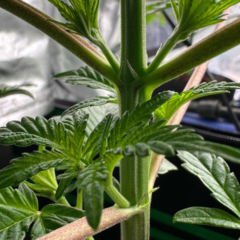 CxLAZ #16 50.72g growlog photo: Lollipoped
