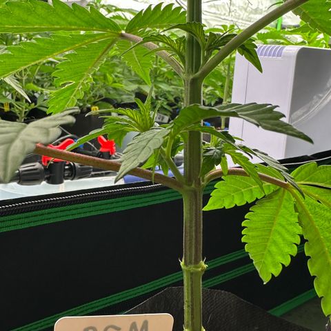 CxLAZ #16 50.72g growlog photo: Lollipoped
