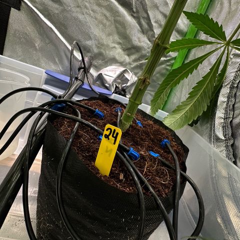 CxLAZ #16 50.72g growlog photo: Pollenated bud site