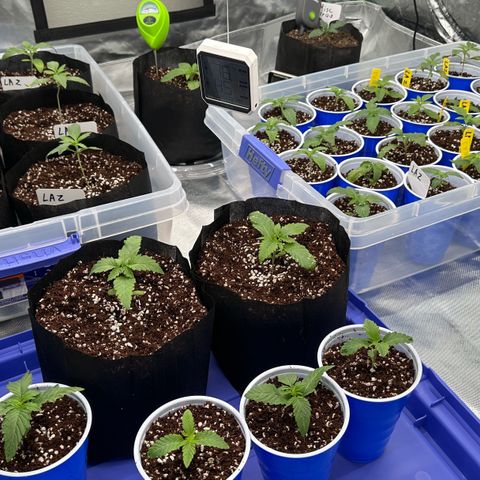 Misc x (LA Kush x Zkittles) #26 60.7g growlog photo: Transplant