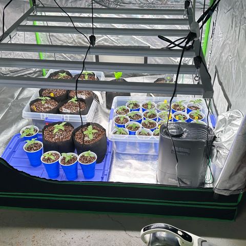 Misc x (LA Kush x Zkittles) #26 60.7g growlog photo: Transplant