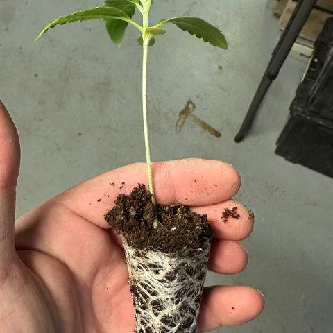 Misc x (LA Kush x Zkittles) #26 60.7g growlog photo: Transplant