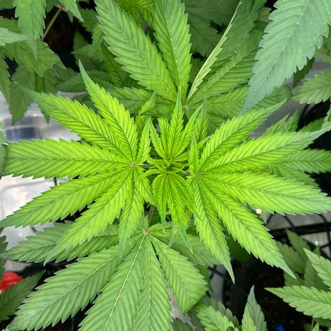 CxLAZ #16 50.72g growlog timeline photo