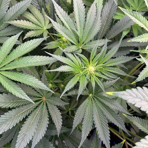 CxLAZ #16 50.72g growlog timeline photo
