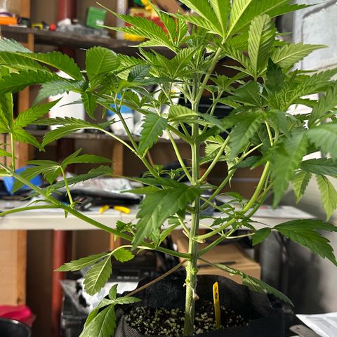 CxLAZ #16 50.72g growlog photo: Lollipoped