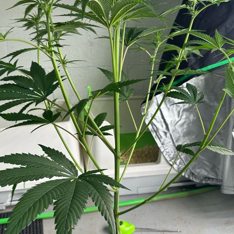CxLAZ #16 50.72g growlog timeline photo