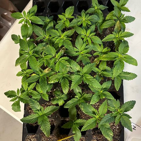 Misc x (LA Kush x Zkittles) #26 60.7g growlog photo: Transplant