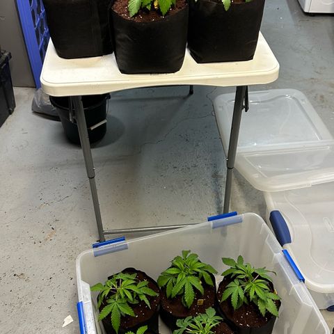 Misc x (LA Kush x Zkittles) #26 60.7g growlog timeline photo