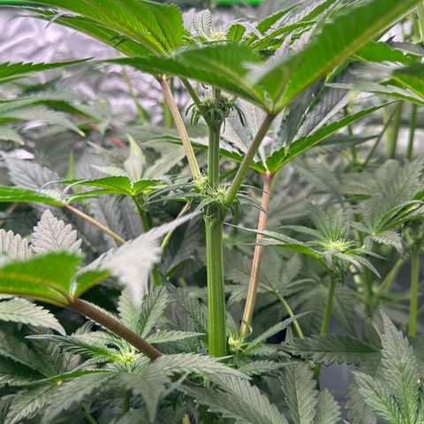CxLAZ #16 50.72g growlog timeline photo