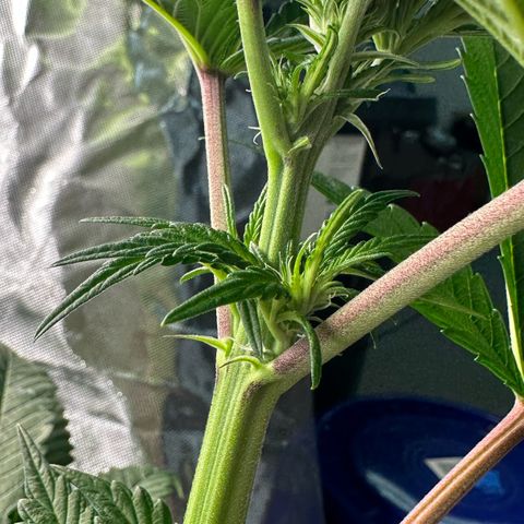 CxLAZ #16 50.72g growlog timeline photo
