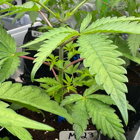 CxLAZ #16 50.72g growlog timeline photo