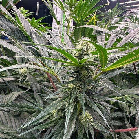 CxLAZ #15 52g growlog timeline photo