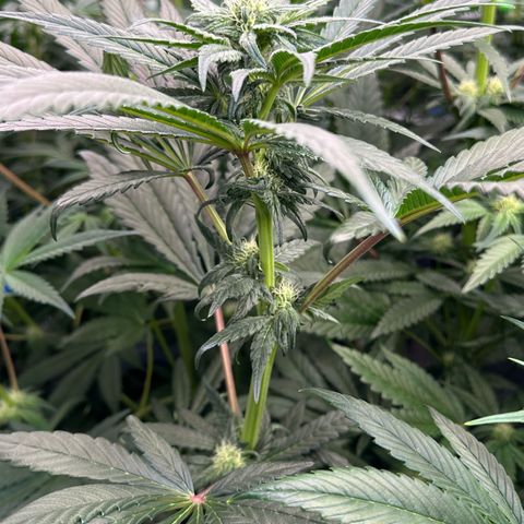 Misc x (LA Kush x Zkittles) #33 19.08g growlog timeline photo