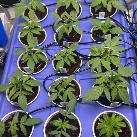 Shaman growlog timeline photo