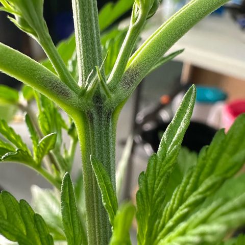 CxLAZ #16 50.72g growlog photo: Lollipoped