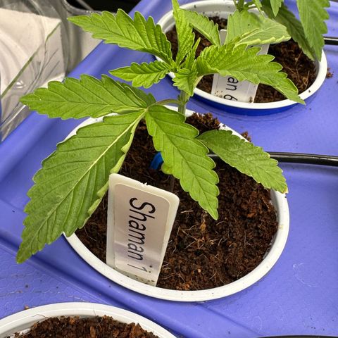 Shaman growlog timeline photo