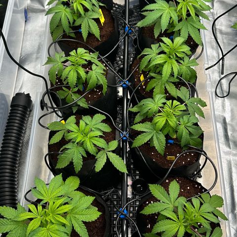 Misc x (LA Kush x Zkittles) #26 60.7g growlog timeline photo