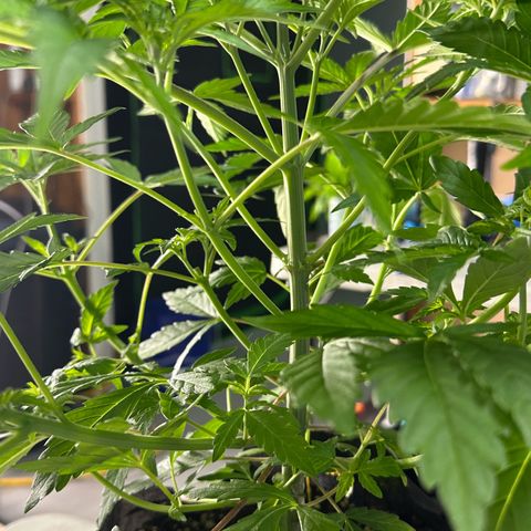 CxLAZ #16 50.72g growlog photo: Lollipoped