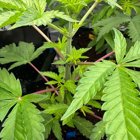 CxLAZ #16 50.72g growlog timeline photo