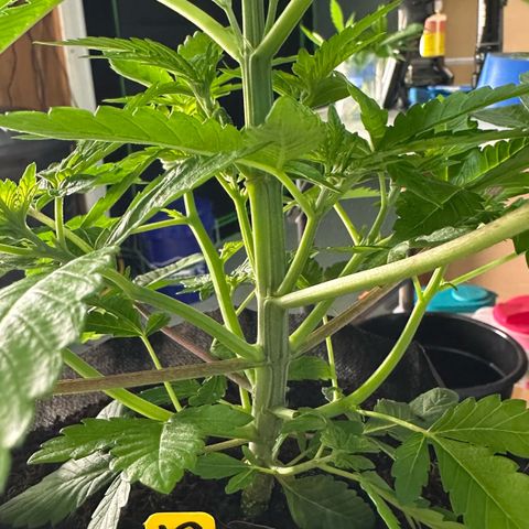 CxLAZ #16 50.72g growlog photo: Lollipoped