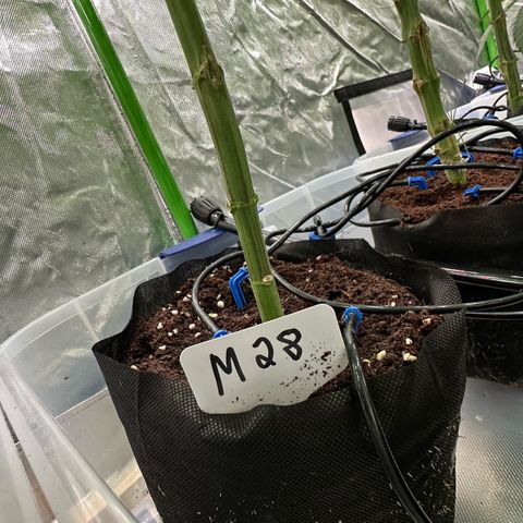 CxLAZ #16 50.72g growlog photo: Pollenated bud site