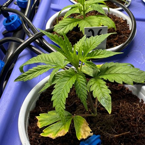 Shaman growlog timeline photo