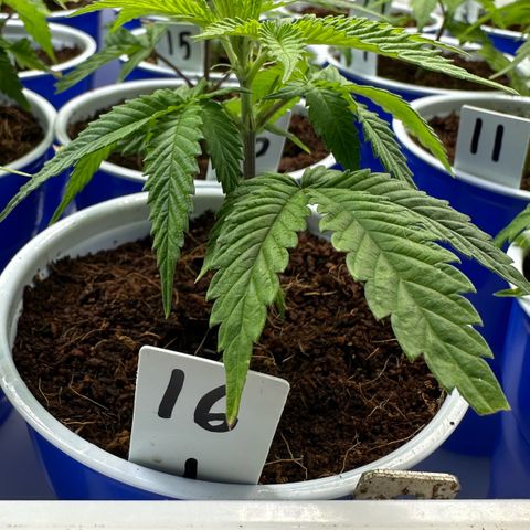 Shaman growlog photo: Showing preflowers