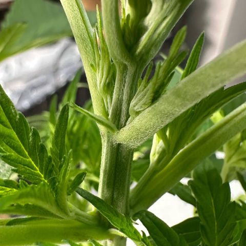CxLAZ #16 50.72g growlog photo: Lollipoped