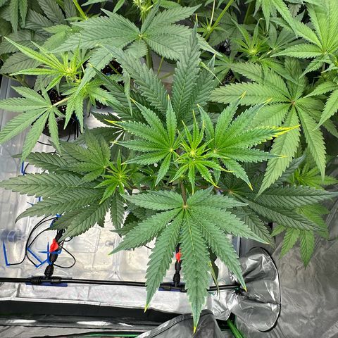 CxLAZ #16 50.72g growlog timeline photo