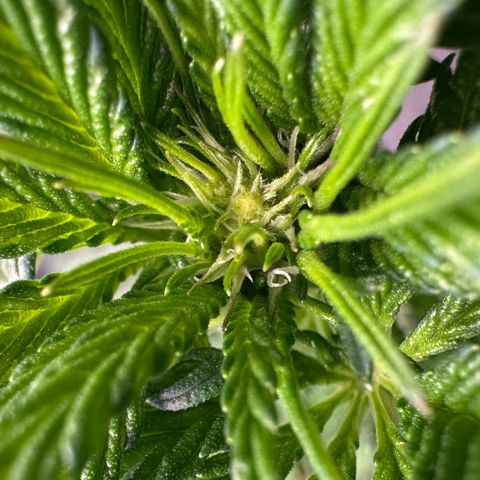 CxLAZ #16 50.72g growlog timeline photo