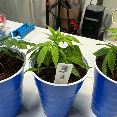 Shaman growlog photo: Transplanted into 18oz cups 