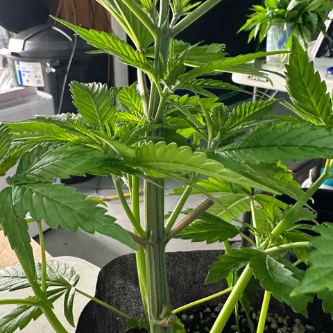 CxLAZ #16 50.72g growlog photo: Lollipoped