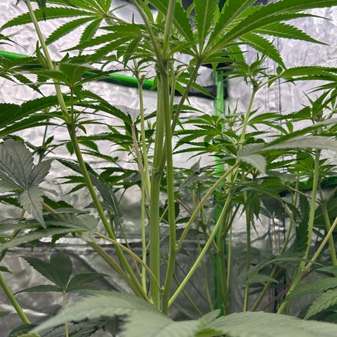 CxLAZ #16 50.72g growlog timeline photo