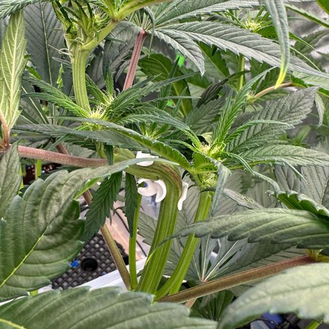 CxLAZ #16 50.72g growlog timeline photo
